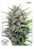 Passion #1 Feminised Seeds