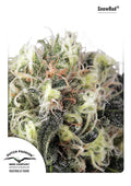 Snow Bud Feminised Seeds