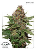 Semillas feminizadas de Strawberry Cough
