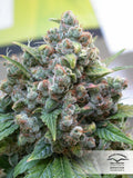 Semillas feminizadas de White Widow