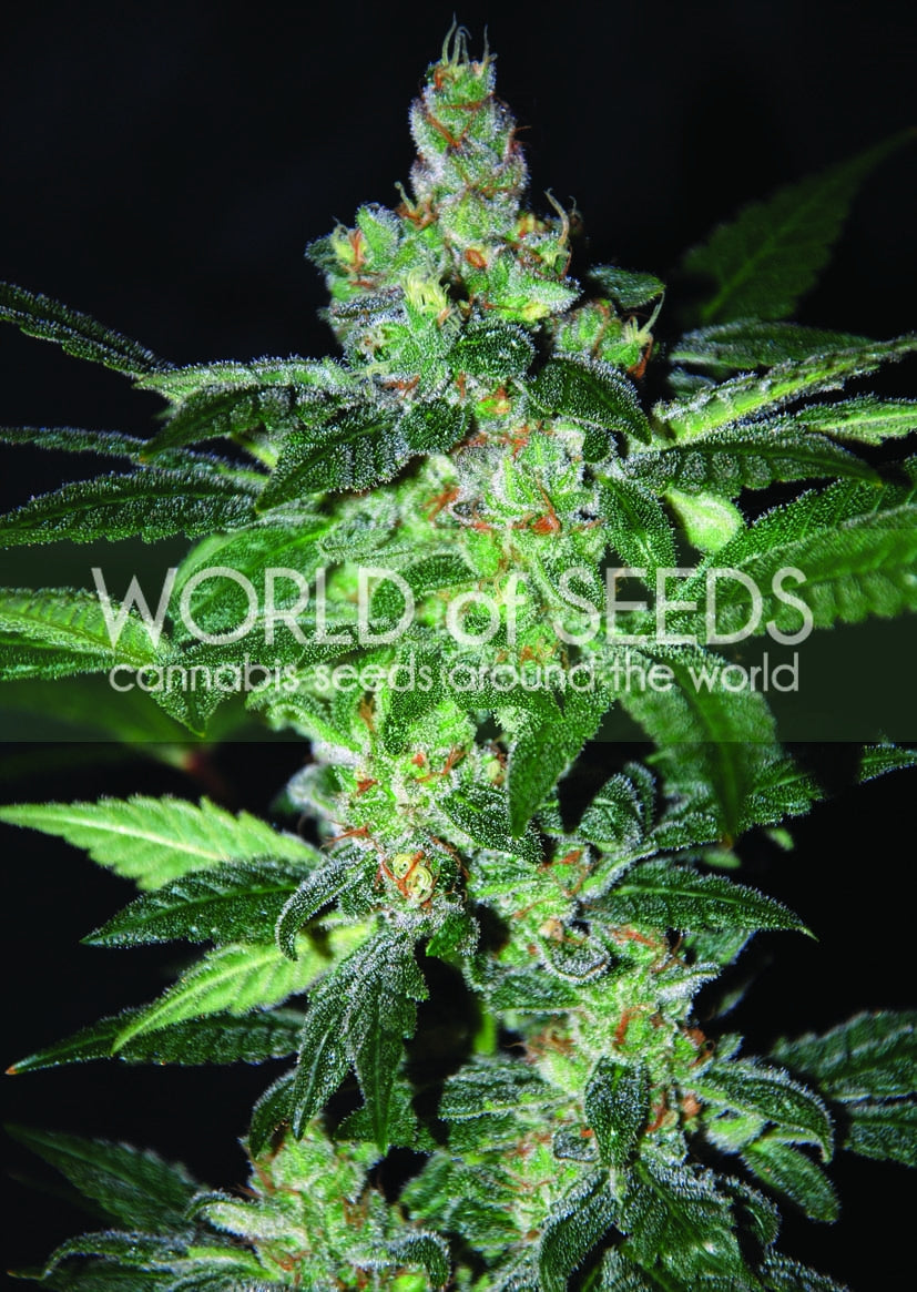 Amnesia Feminised Seeds