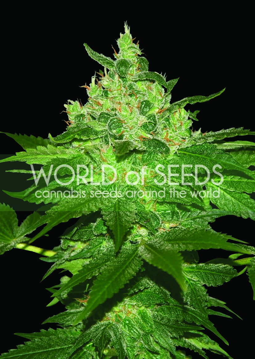 Semillas feminizadas de Afghan Kush