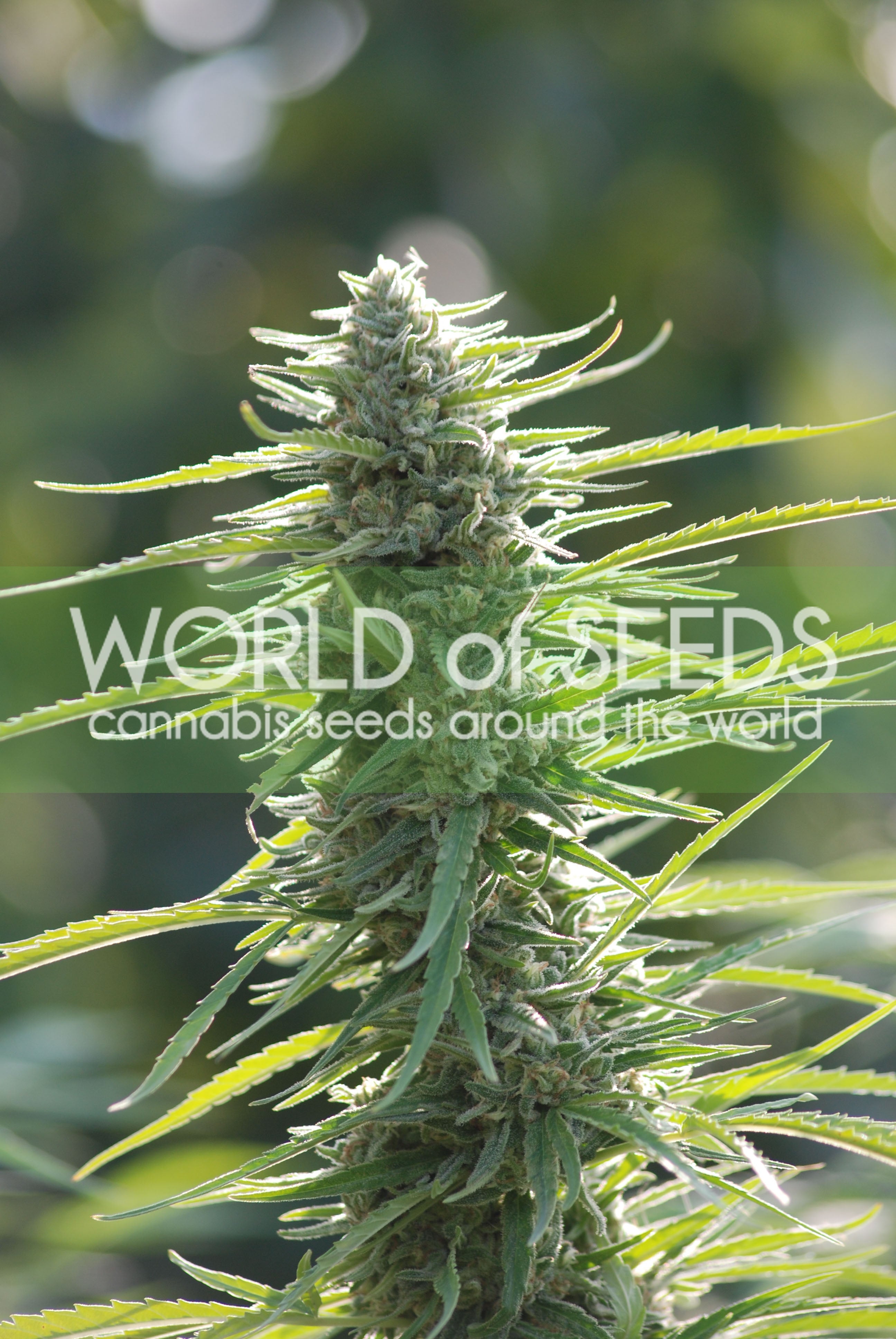 Semillas feminizadas Colombian Gold