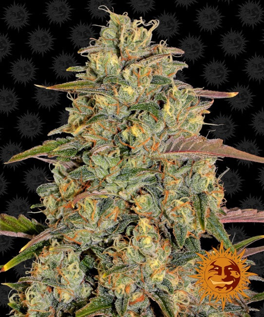 Semillas feminizadas de Amnesia Lemon
