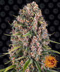 Blueberry Cheese Feminised Seeds