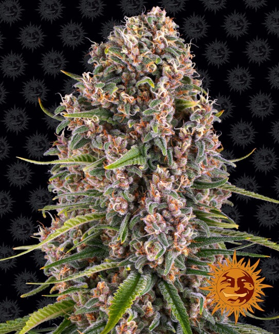 Blueberry Cheese Feminised Seeds