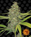 Semillas feminizadas G13 Haze