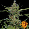 Semillas feminizadas de Laughing Buddha