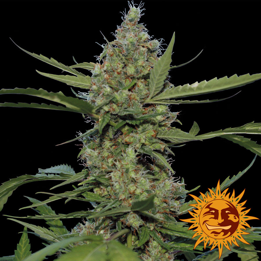 Semillas feminizadas de Laughing Buddha