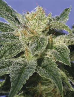 Semillas feminizadas de Kushage