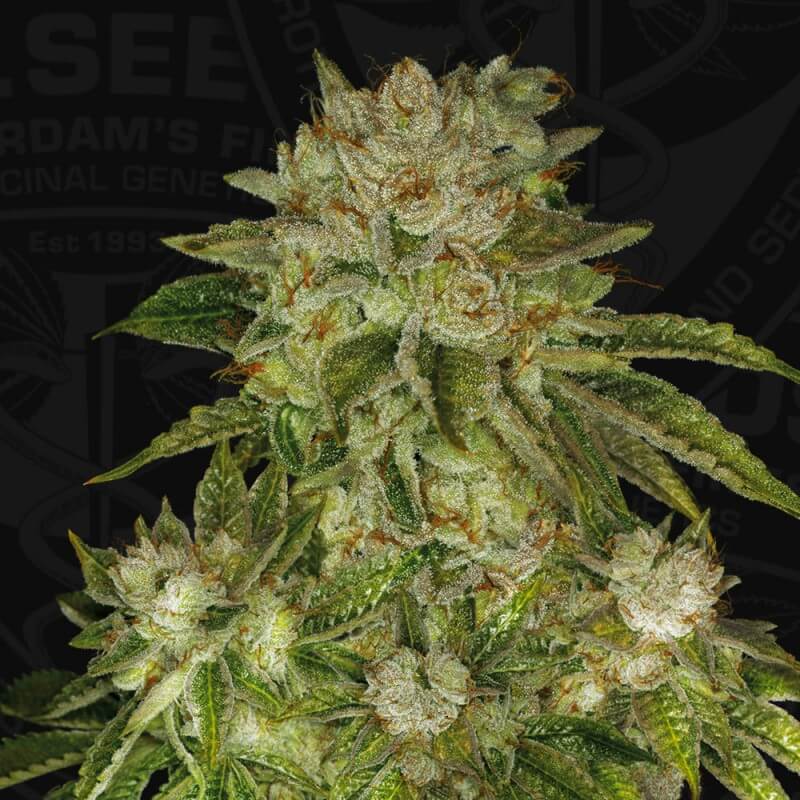 Semillas feminizadas MK Ultra