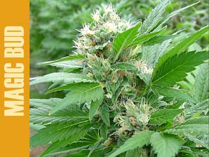 Semillas feminizadas Magic Bud