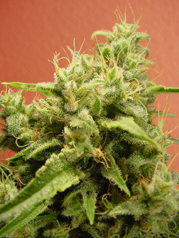 Semillas feminizadas de Opium