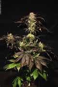 Semillas feminizadas de White Berry
