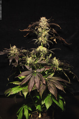 Semillas feminizadas de White Berry