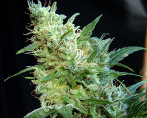 Semillas feminizadas de Diesel Glue