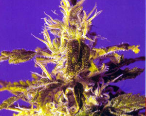 Kaboom (La Reina de Africa) Feminised Seeds