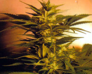 Semillas feminizadas Skunk + (Power Skunk)