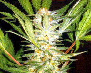 Semillas feminizadas de White Domina