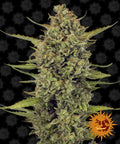 Semillas feminizadas de Acapulco Gold