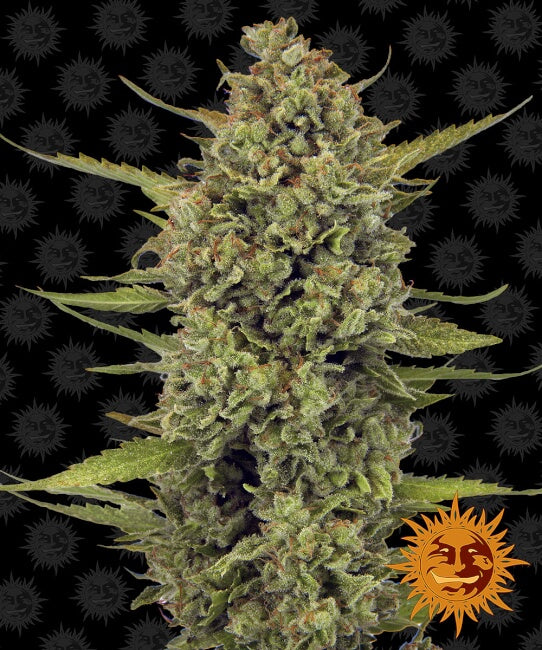 Semillas feminizadas de Acapulco Gold
