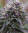 Semillas feminizadas Purple Maroc