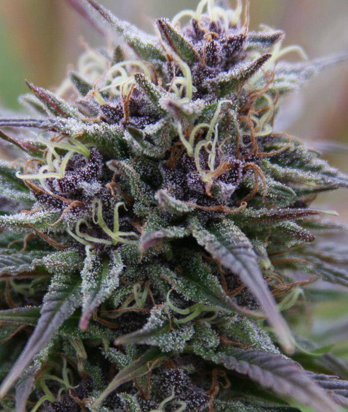 Semillas feminizadas Purple Maroc