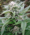 Einfach zu bedienende feminisierte Sativa-Samen