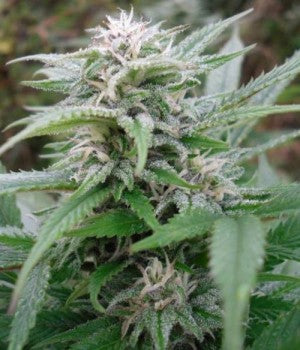 Semillas feminizadas Easy Sativa