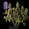Semillas feminizadas de Blueberry Auto
