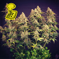 Lemon Auto Feminised Seeds