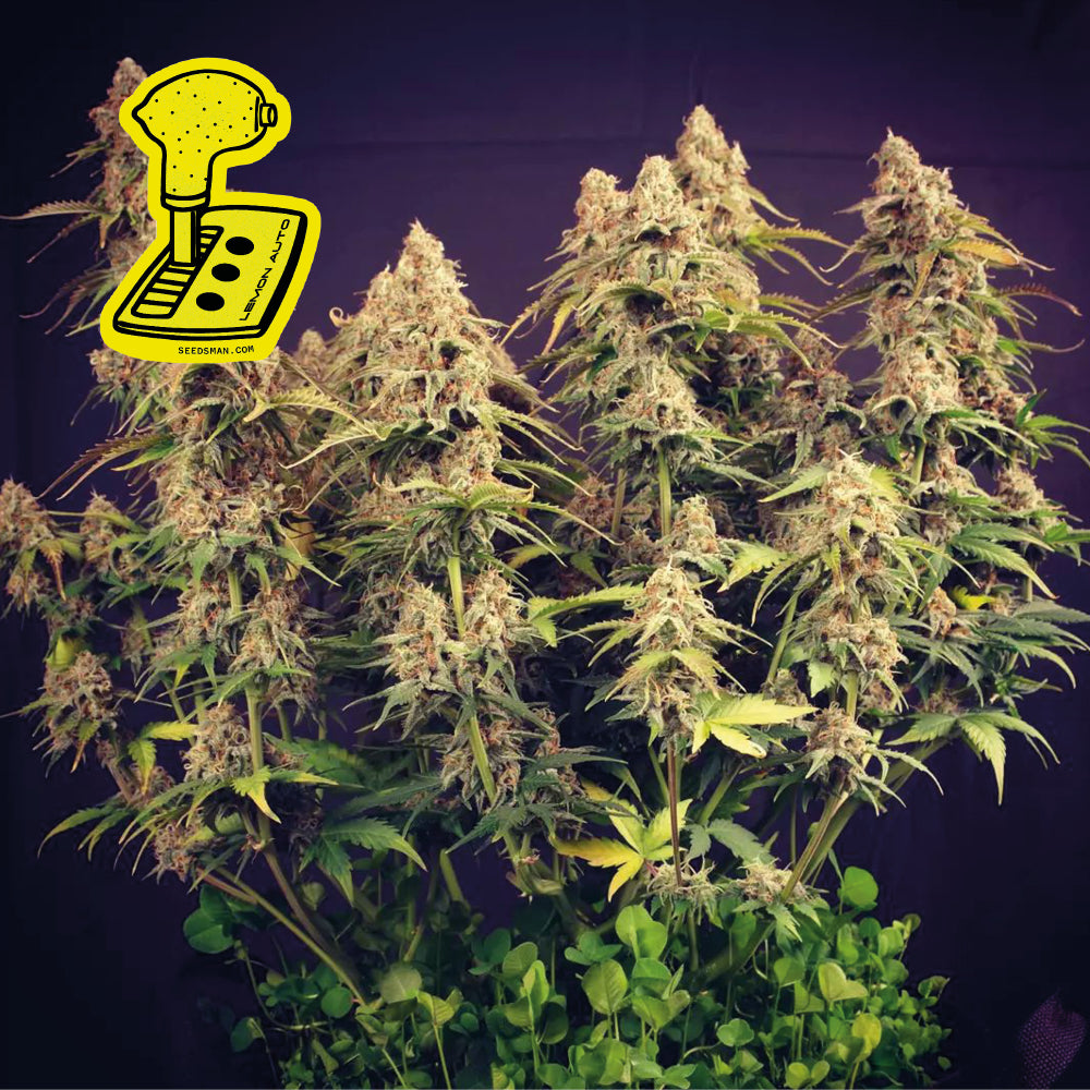 Semillas feminizadas de Lemon Auto