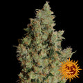 Semillas feminizadas de Tangerine Dream
