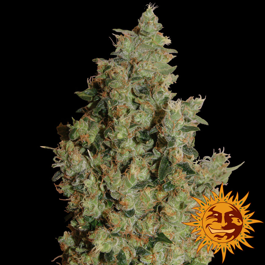 Semillas feminizadas de Tangerine Dream