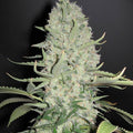Semillas feminizadas de White Widow x Big Bud