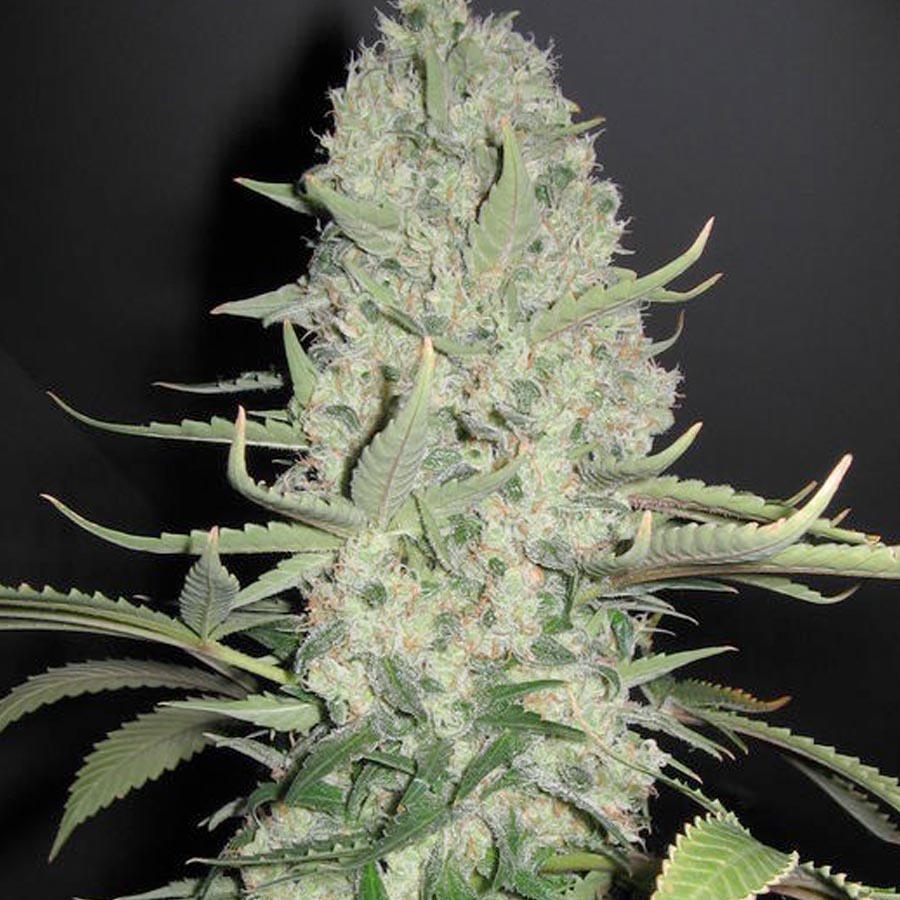 Semillas feminizadas de White Widow x Big Bud