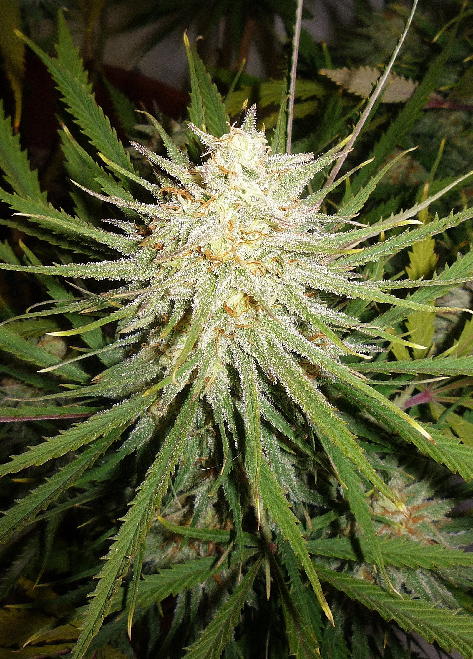 Semillas feminizadas de Cinderella 99