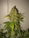 Semillas feminizadas Skunk Special