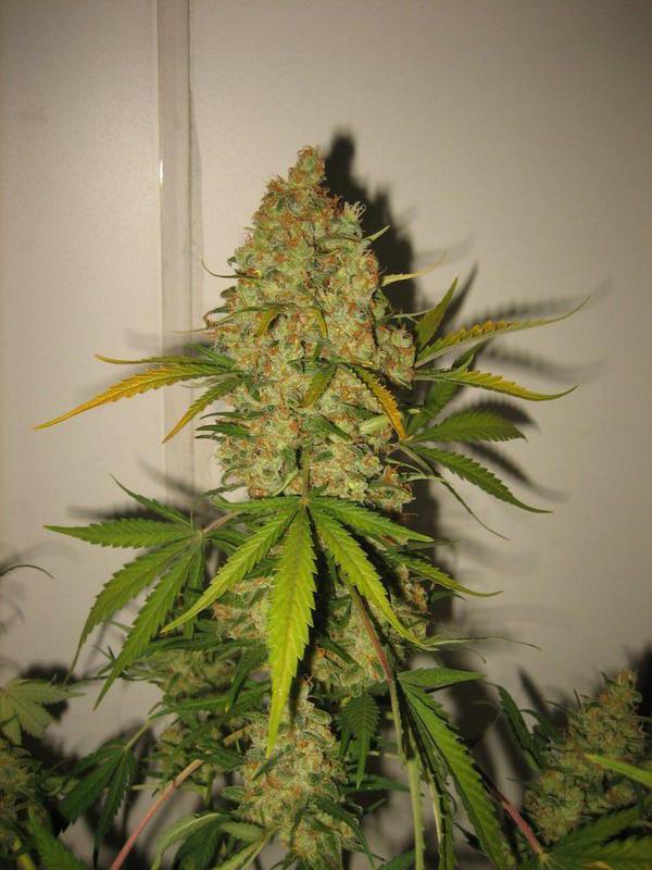 Semillas feminizadas Skunk Special