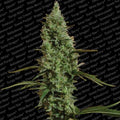 Atomical Haze Feminised Seeds