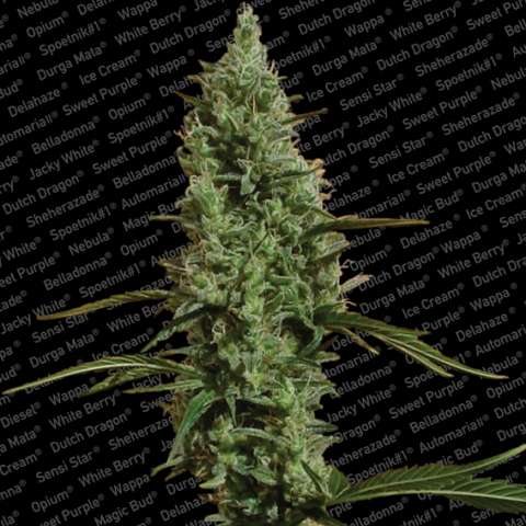 Semillas feminizadas de Atomical Haze
