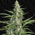 Pandora Auto Feminised Seeds