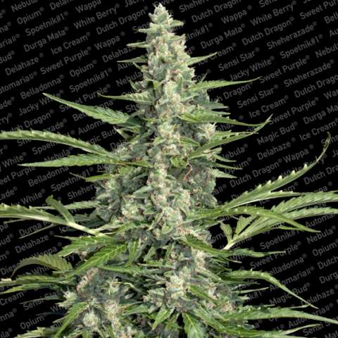 Pandora Auto Feminised Seeds
