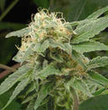 Semillas feminizadas Sage n Sour