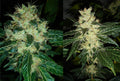 Sour P Feminised Seeds