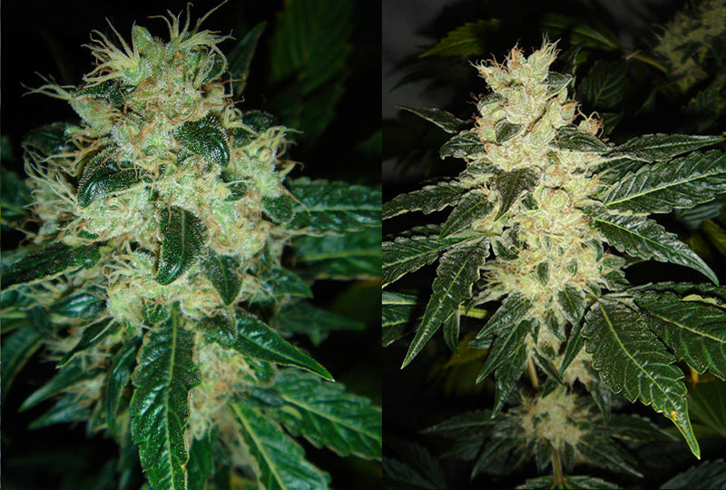 Sour P Feminised Seeds