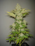 Bubblicious Feminised Seeds