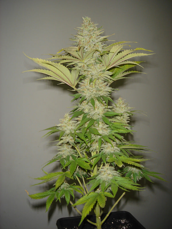 Bubblicious Feminised Seeds