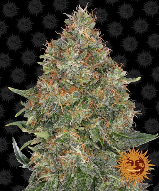 Semillas feminizadas de Pineapple Express Auto