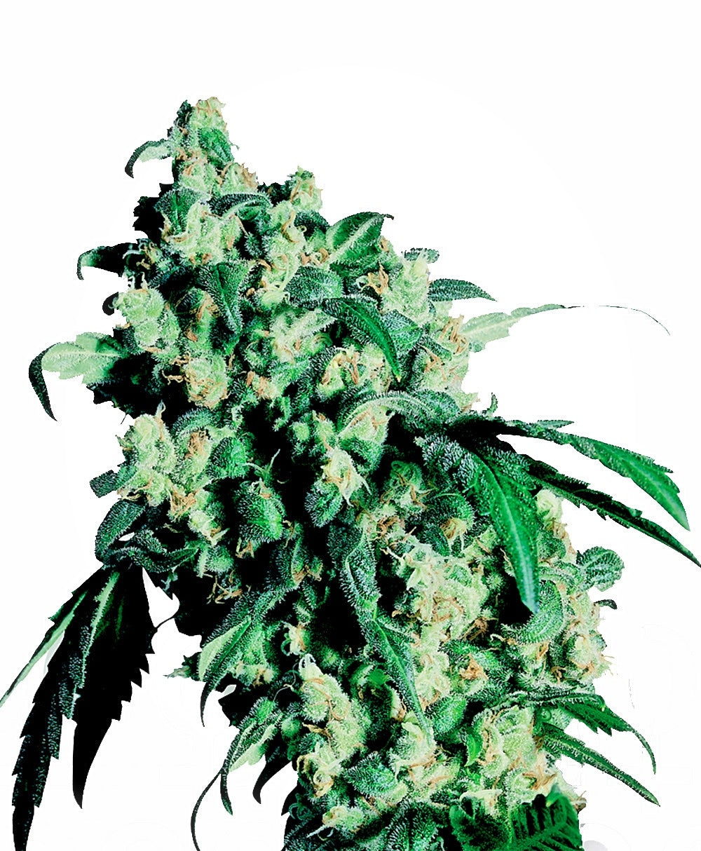 Semillas feminizadas de Super Skunk